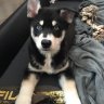 Ellina